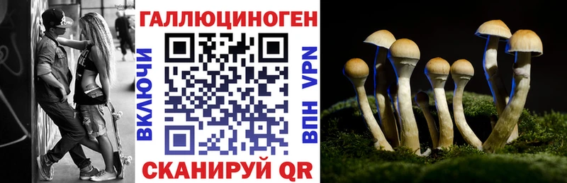 купить наркотики цена  Порхов  Псилоцибиновые грибы мицелий 